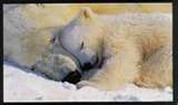 BB OURS.jpg